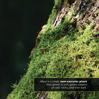 Moss! A My Incredible World Picture Book for Children