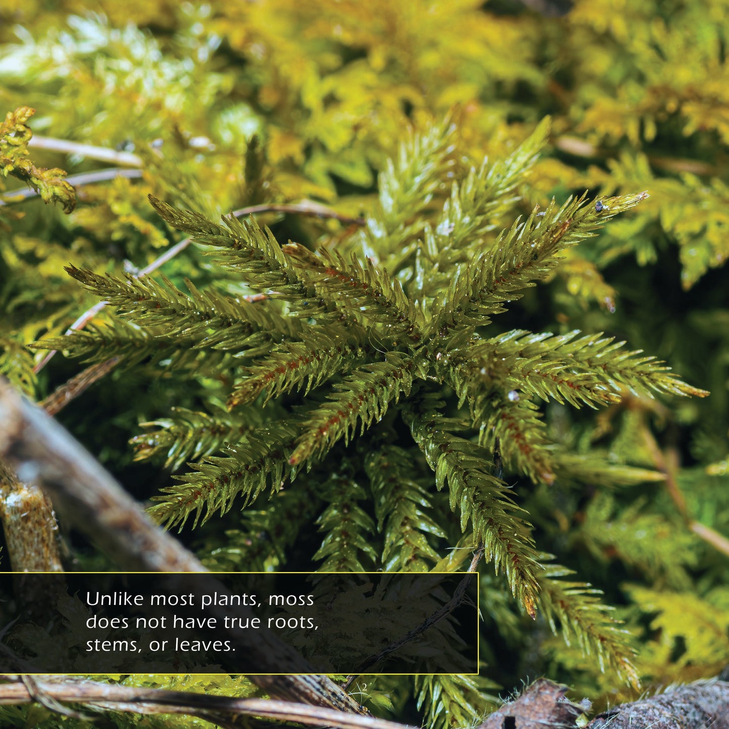 Moss! A My Incredible World Picture Book for Children