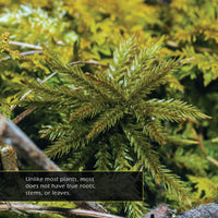 Moss! A My Incredible World Picture Book for Children