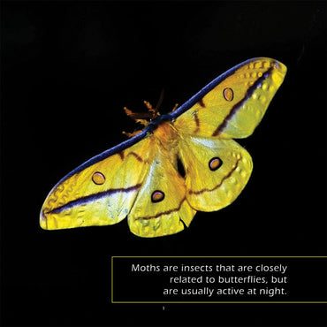 Moths! A My Incredible World Picture Book for Children