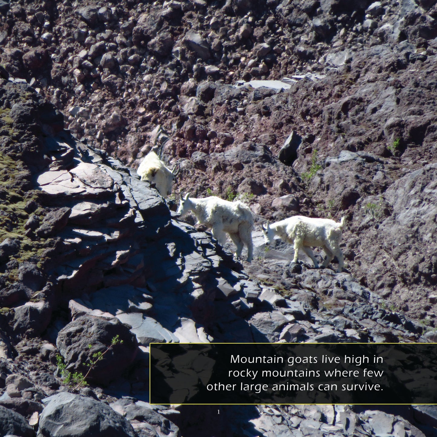 Mountain Goats! A My Incredible World Picture Book for Children