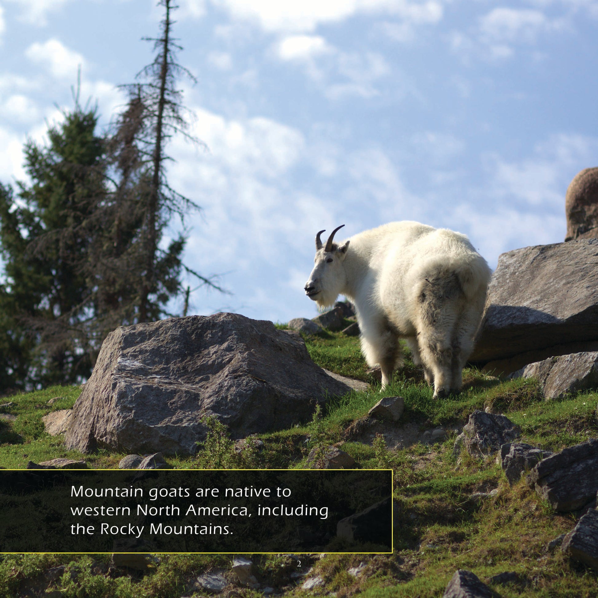 Mountain Goats! A My Incredible World Picture Book for Children