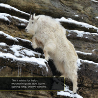 Mountain Goats! A My Incredible World Picture Book for Children