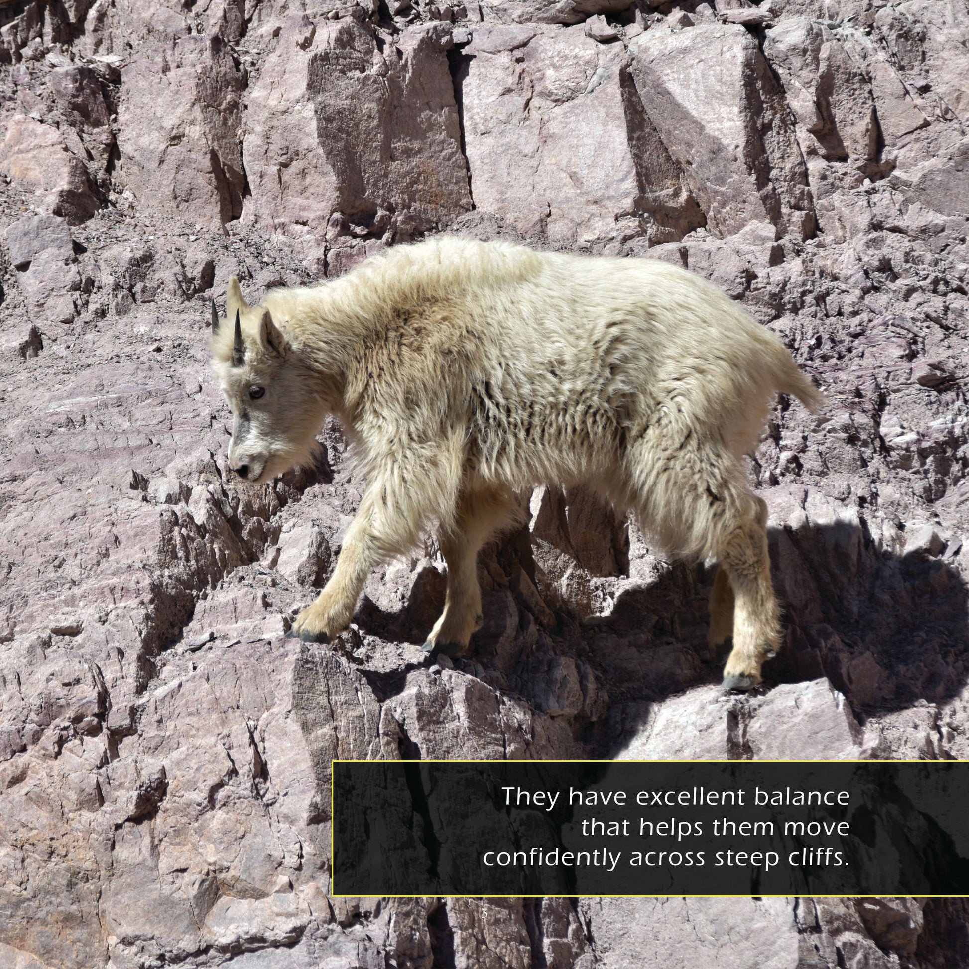 Mountain Goats! A My Incredible World Picture Book for Children
