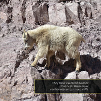 Mountain Goats! A My Incredible World Picture Book for Children