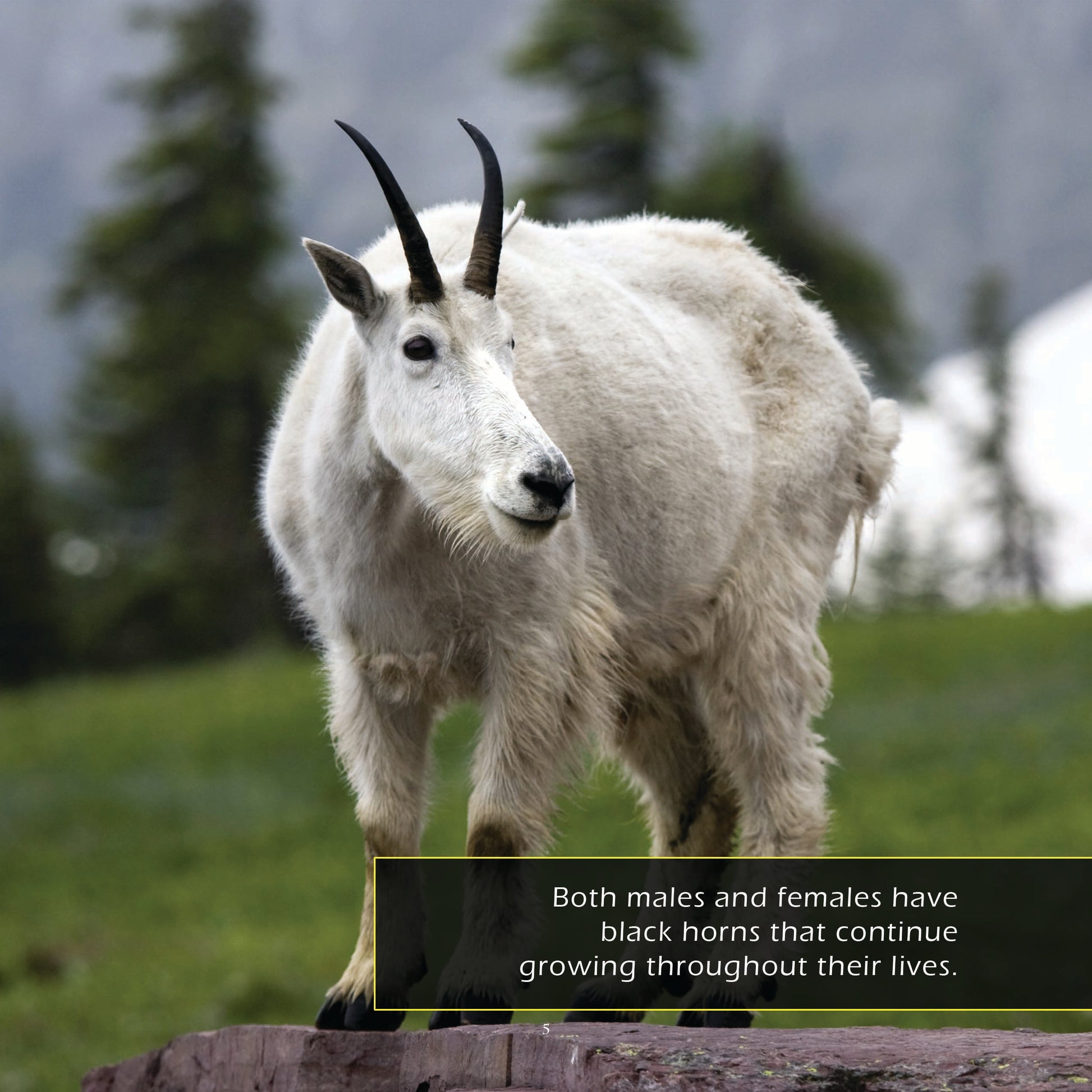 Mountain Goats! A My Incredible World Picture Book for Children