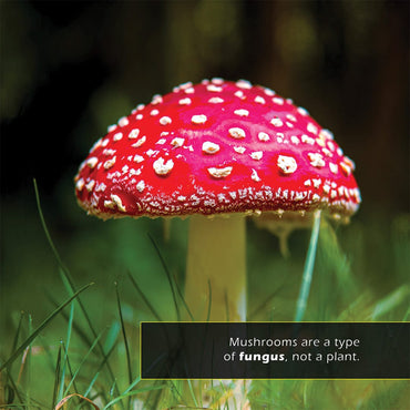 Mushrooms! A My Incredible World Picture Book for Children