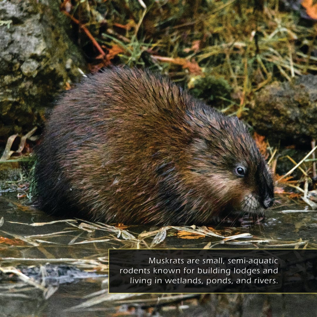 Muskrats! A My Incredible World Picture Book for Children
