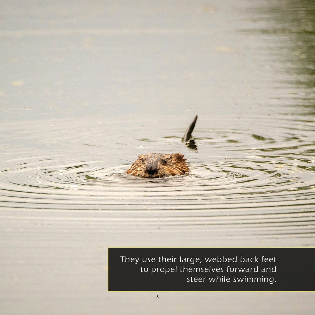 Muskrats! A My Incredible World Picture Book for Children