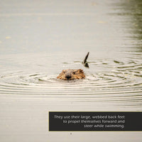 Muskrats! A My Incredible World Picture Book for Children