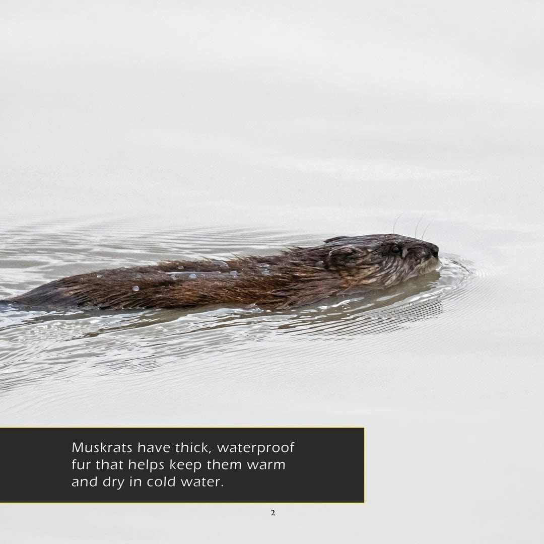Muskrats! A My Incredible World Picture Book for Children