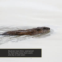 Muskrats! A My Incredible World Picture Book for Children
