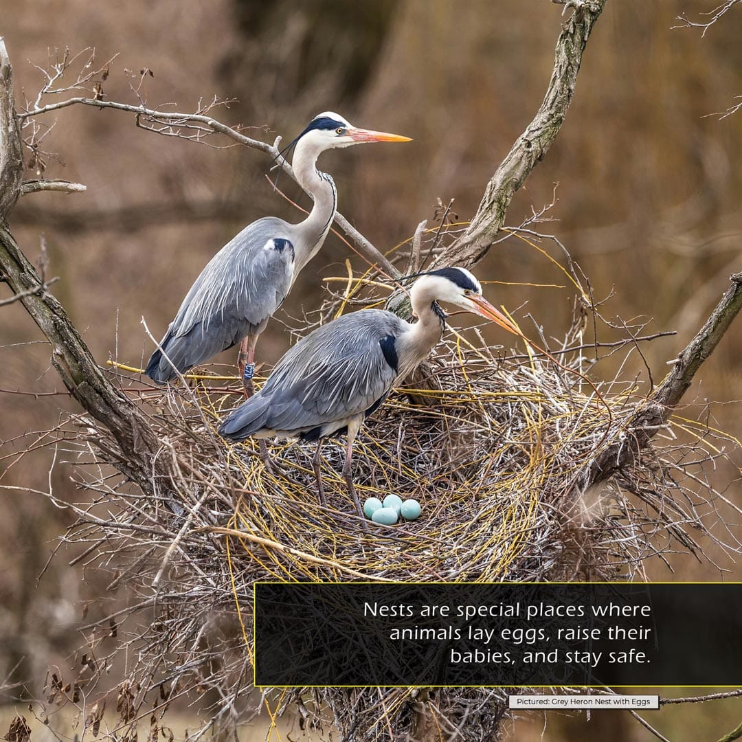 Nests! A My Incredible World Picture Book for Children