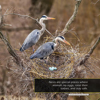 Nests! A My Incredible World Picture Book for Children
