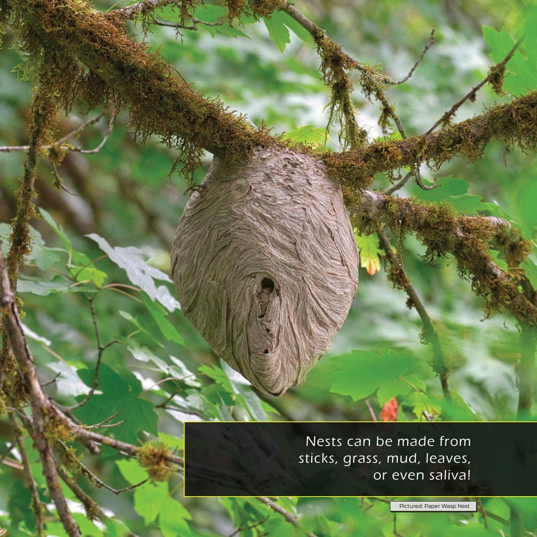 Nests! A My Incredible World Picture Book for Children