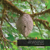 Nests! A My Incredible World Picture Book for Children
