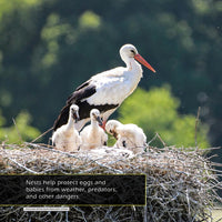 Nests! A My Incredible World Picture Book for Children