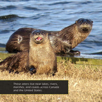 North American River Otters! A My Incredible World Picture Book for Children
