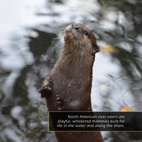 North American River Otters! A My Incredible World Picture Book for Children