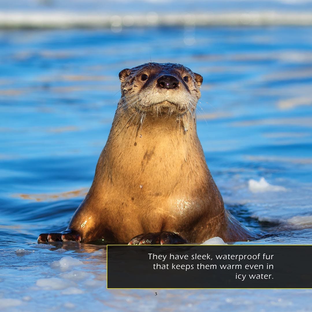 North American River Otters! A My Incredible World Picture Book for Children