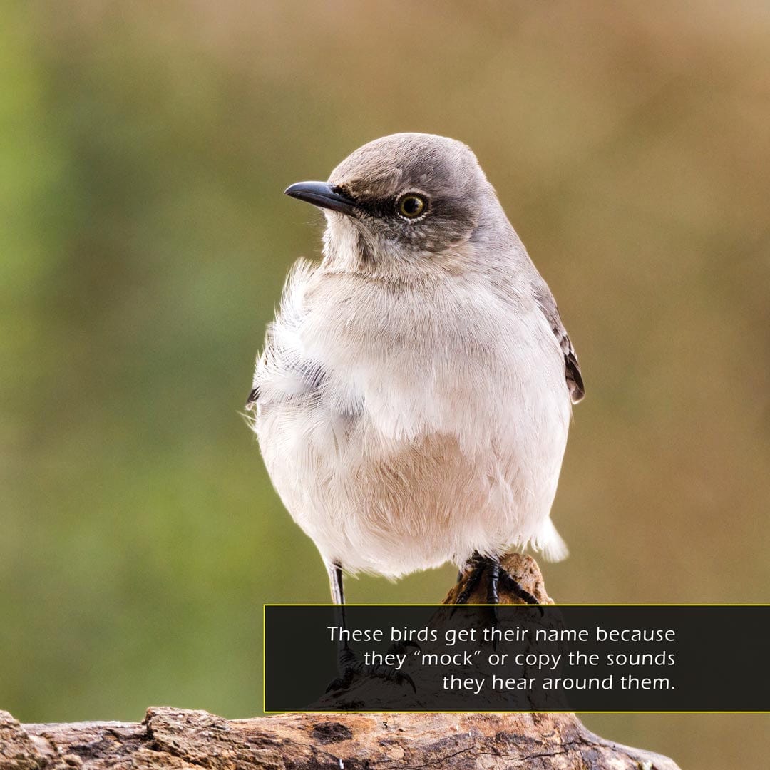Northern Mockingbirds! A My Incredible World Picture Book for Children