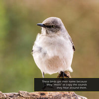 Northern Mockingbirds! A My Incredible World Picture Book for Children