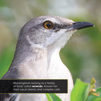 Northern Mockingbirds! A My Incredible World Picture Book for Children