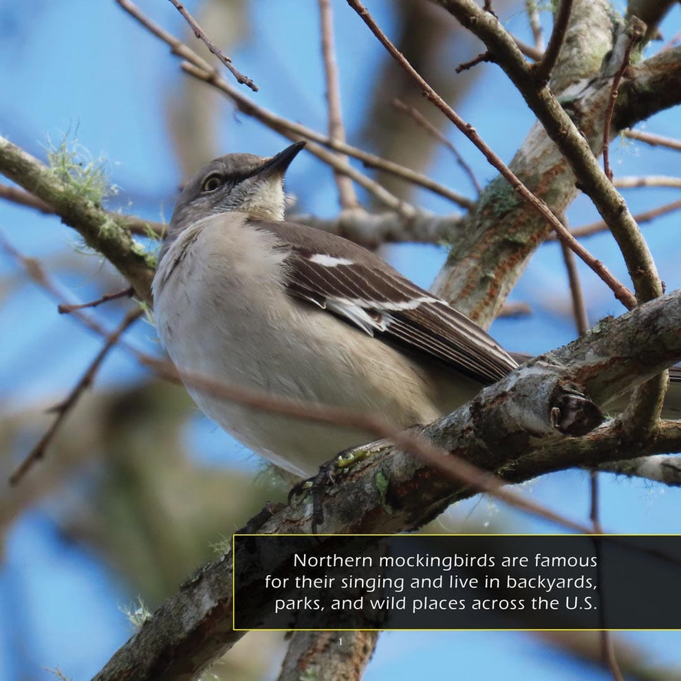Mocking Bords Northern Mockingbirds Book for Kids | Real Photos & Facts – My ...