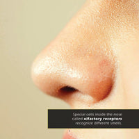 Noses! A My Incredible World Picture Book for Children