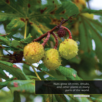 Nuts! A My Incredible World Picture Book for Children