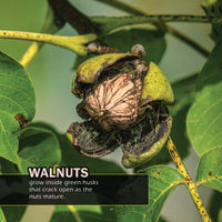 Nuts! A My Incredible World Picture Book for Children