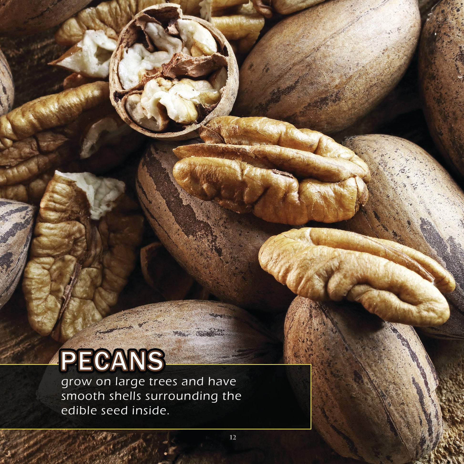 Nuts! A My Incredible World Picture Book for Children