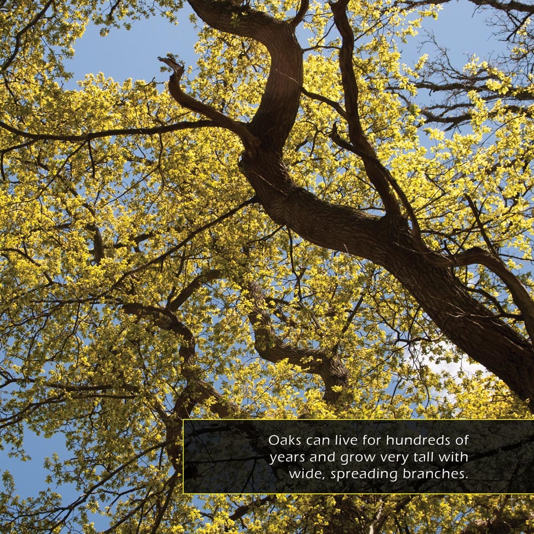 Oak Trees and Acorns! A My Incredible World Picture Book for Children