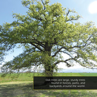 Oak Trees and Acorns! A My Incredible World Picture Book for Children