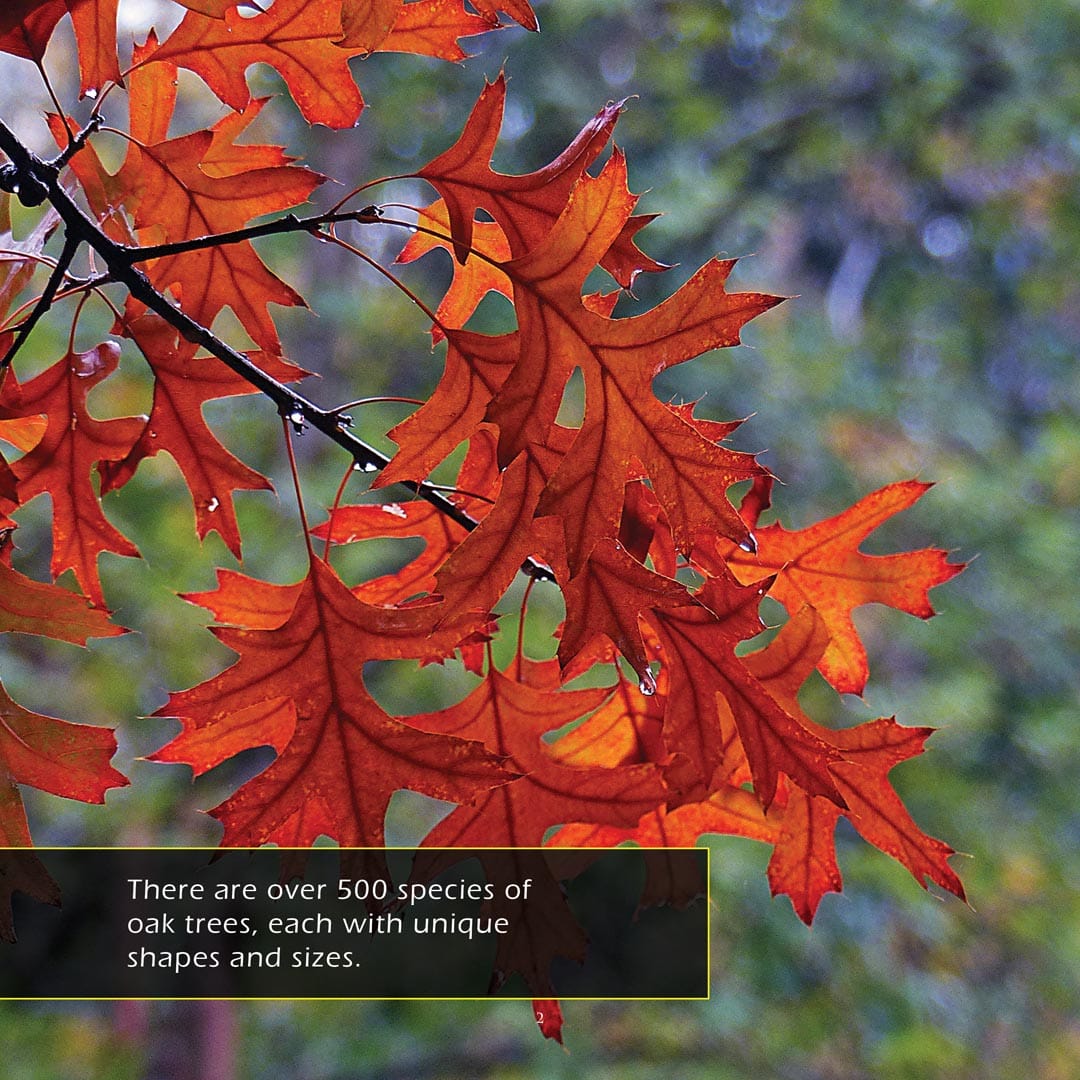 Oak Trees and Acorns! A My Incredible World Picture Book for Children