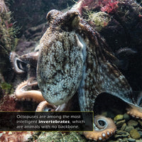 Octopuses! A My Incredible World Picture Book for Children