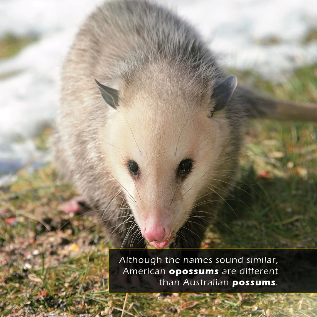 Opossums! A My Incredible World Picture Book for Children