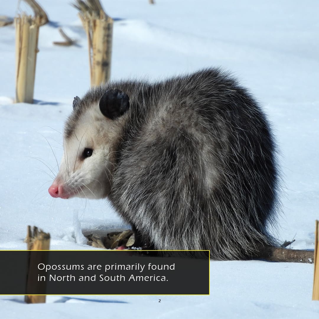 Opossums! A My Incredible World Picture Book for Children