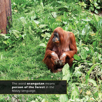 Orangutans! A My Incredible World Picture Book for Children