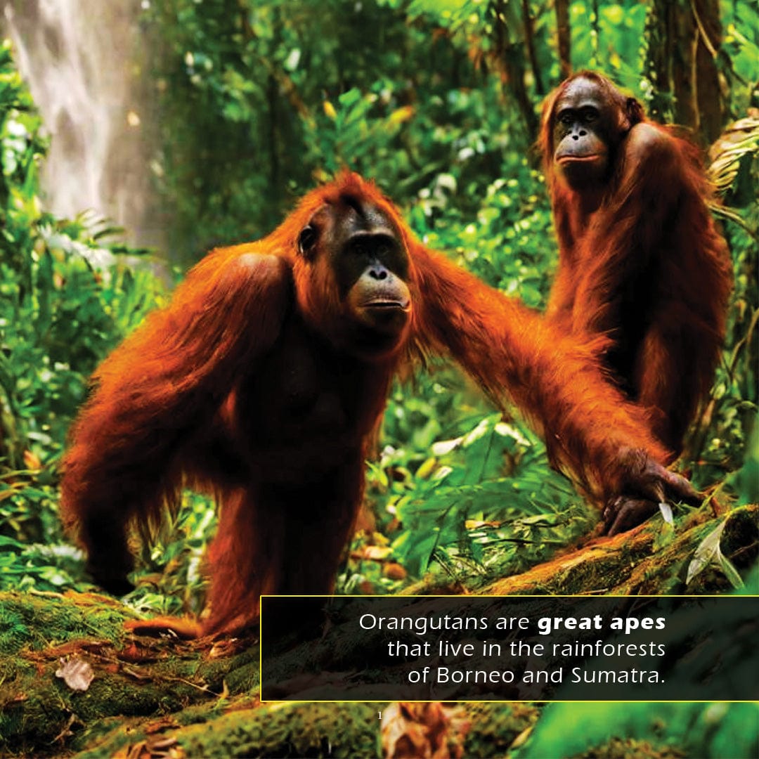 Orangutans! A My Incredible World Picture Book for Children