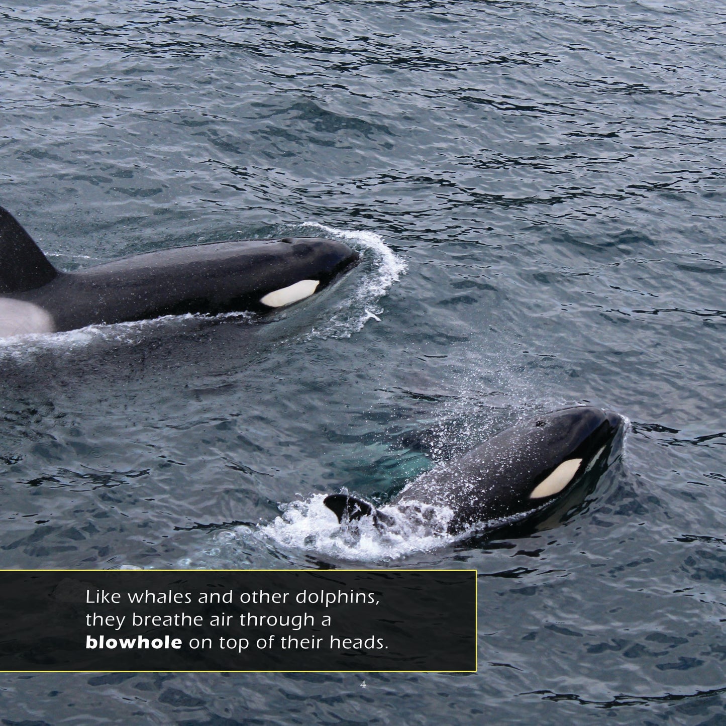 Orcas! A My Incredible World Picture Book for Children