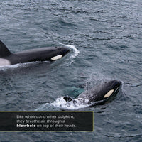 Orcas! A My Incredible World Picture Book for Children