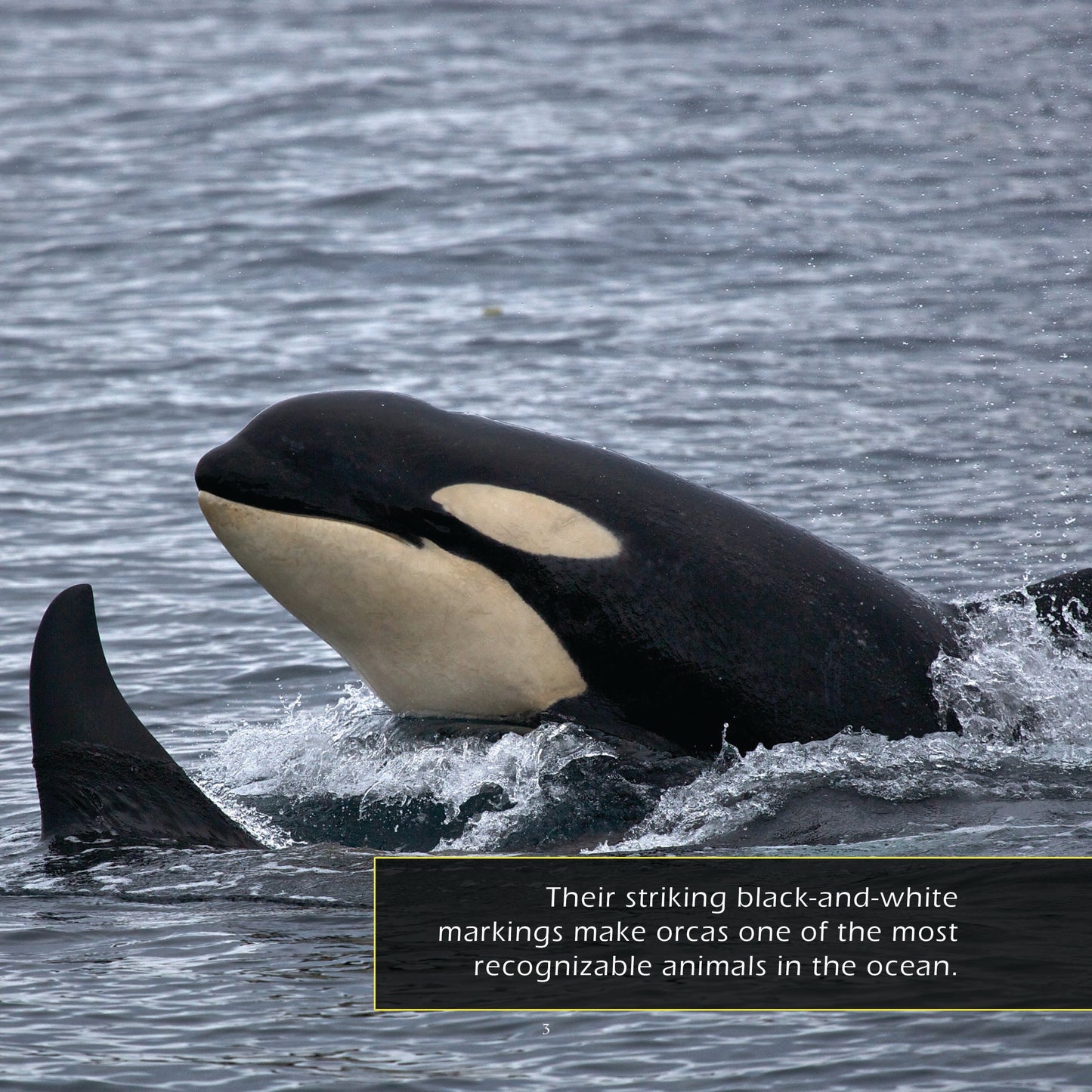 Orcas! A My Incredible World Picture Book for Children