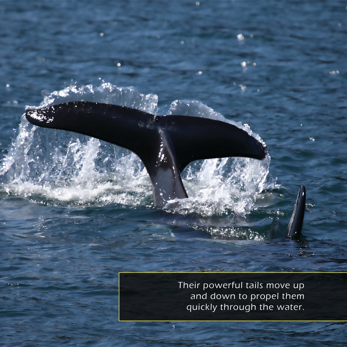 Orcas! A My Incredible World Picture Book for Children