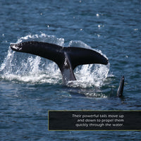 Orcas! A My Incredible World Picture Book for Children