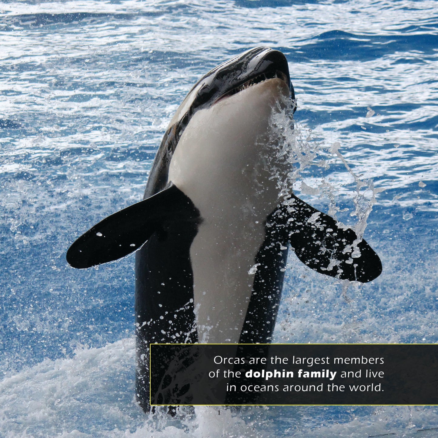 Orcas! A My Incredible World Picture Book for Children