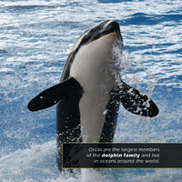 Orcas! A My Incredible World Picture Book for Children
