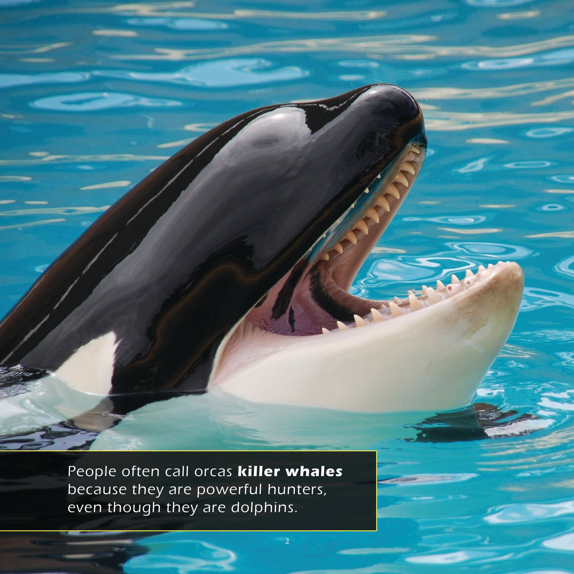 Orcas! A My Incredible World Picture Book for Children