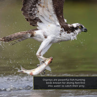 Ospreys! A My Incredible World Picture Book for Children