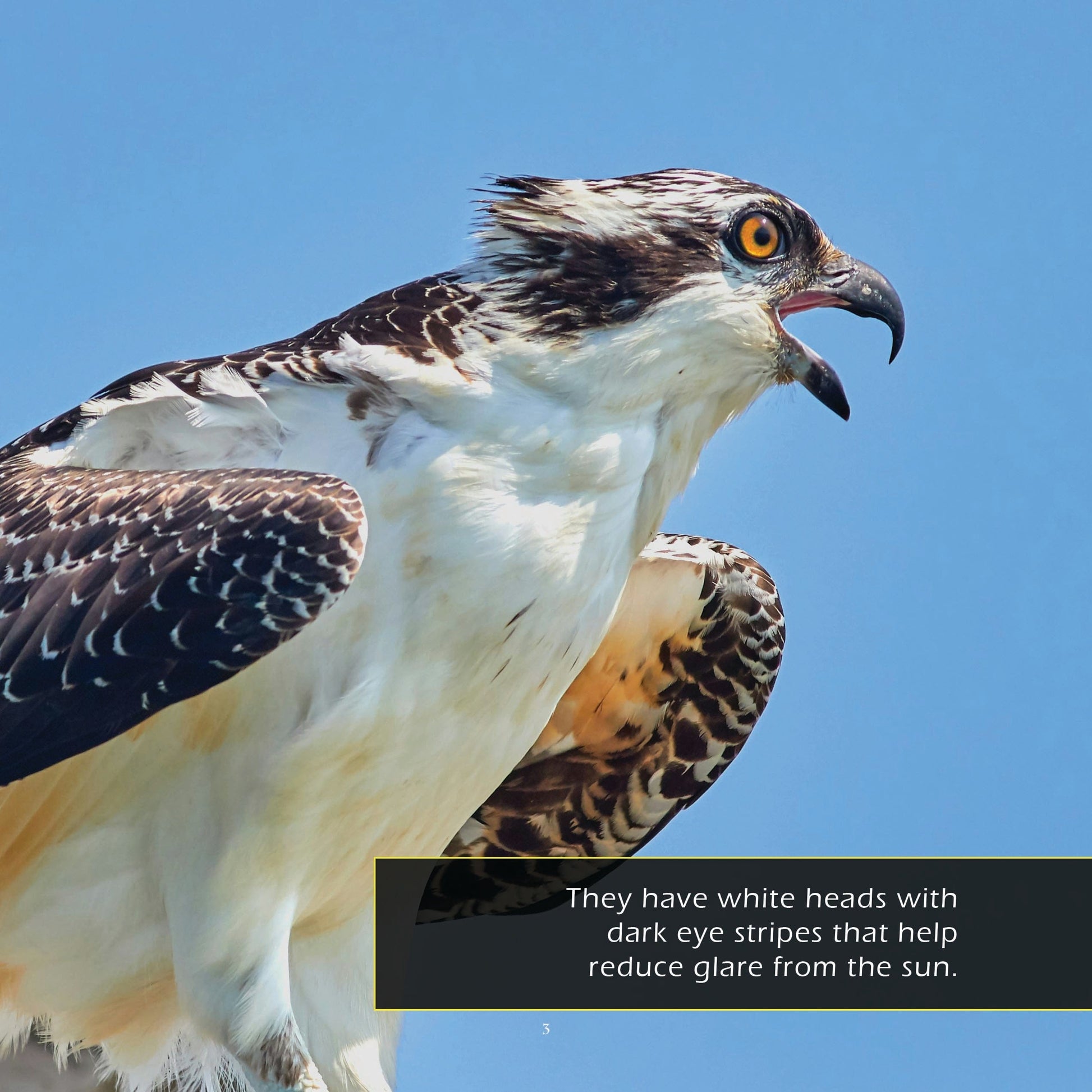 Ospreys! A My Incredible World Picture Book for Children